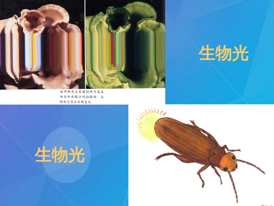 七年级科学下册 2.4《光和颜色》课件2 浙教版_第3页