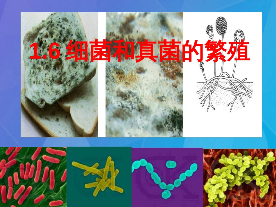 七年级科学下册 1.6《细菌和真菌的繁殖》课件4 浙教版_第1页