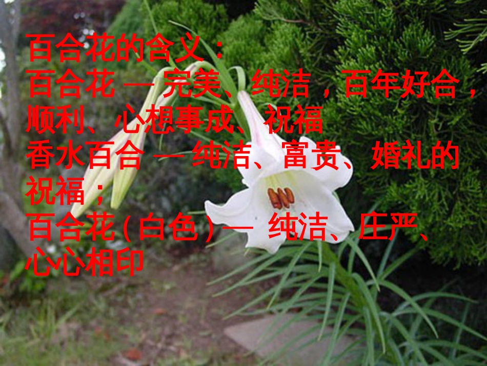 【苏教版】九年级上册《小说家谈小说》课件_第2页