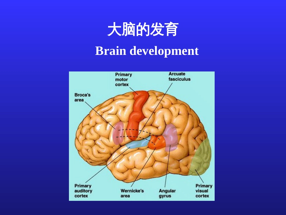 儿童神经心理发育[共69页]_第2页