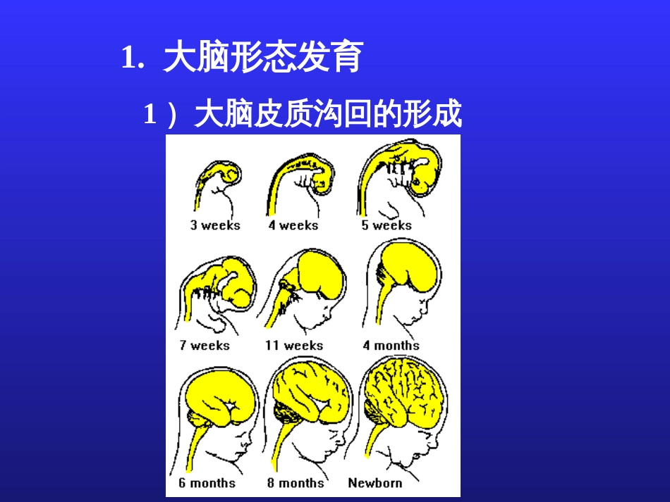 儿童神经心理发育[共69页]_第3页