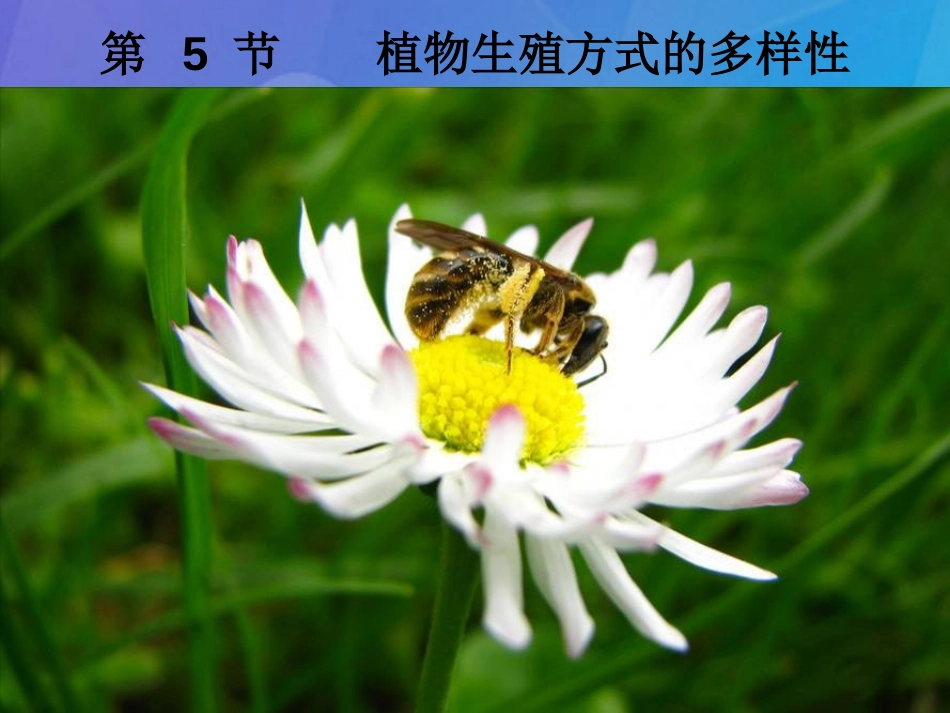 七年级科学下册 1.5《植物生殖方式的多样性》课件3 浙教版_第1页