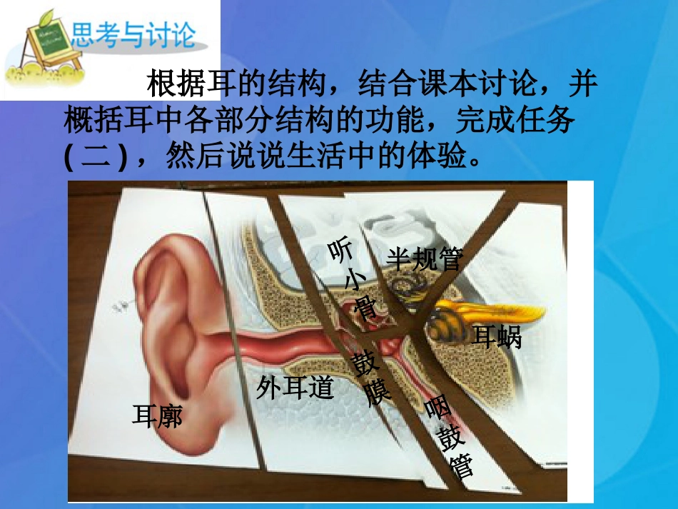 七年级科学下册 2.3《耳和听觉》课件6 浙教版_第3页