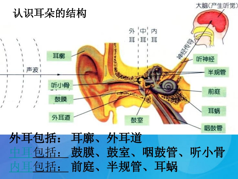 七年级科学下册 2.3《耳和听觉》课件5 浙教版_第2页