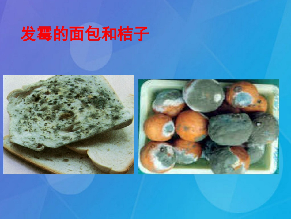 七年级科学下册 1.6《细菌和真菌的繁殖》课件7 浙教版_第3页