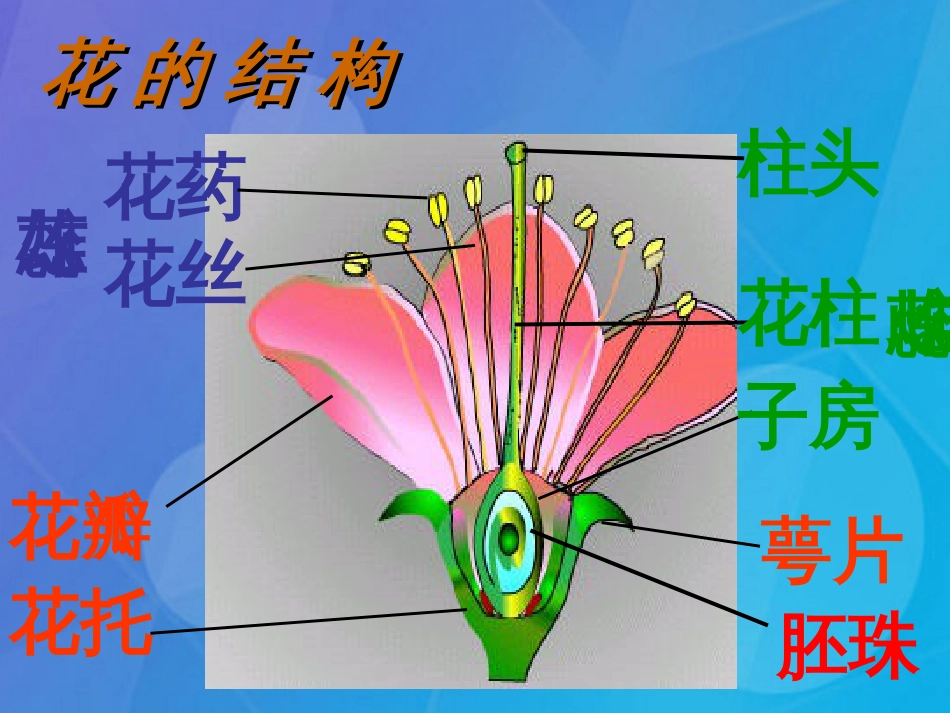 七年级科学下册 1.5《植物生殖方式的多样性》（第1课时）课件2 浙教版_第1页