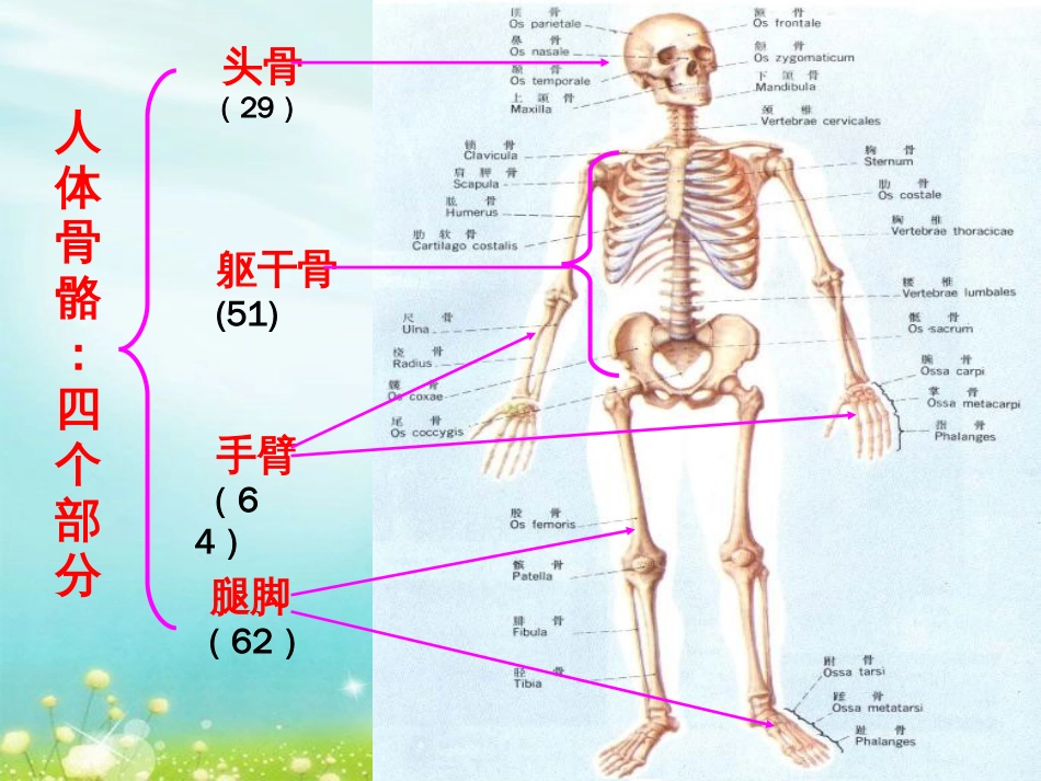 四年级科学下册骨骼[共15页]_第2页