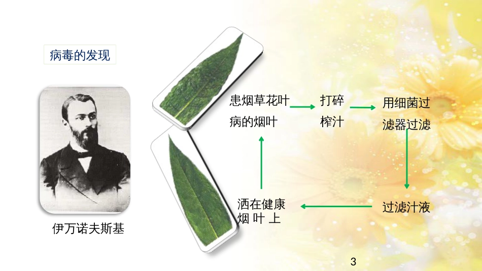 中考生物一轮复习 真菌课件 (2)_第3页