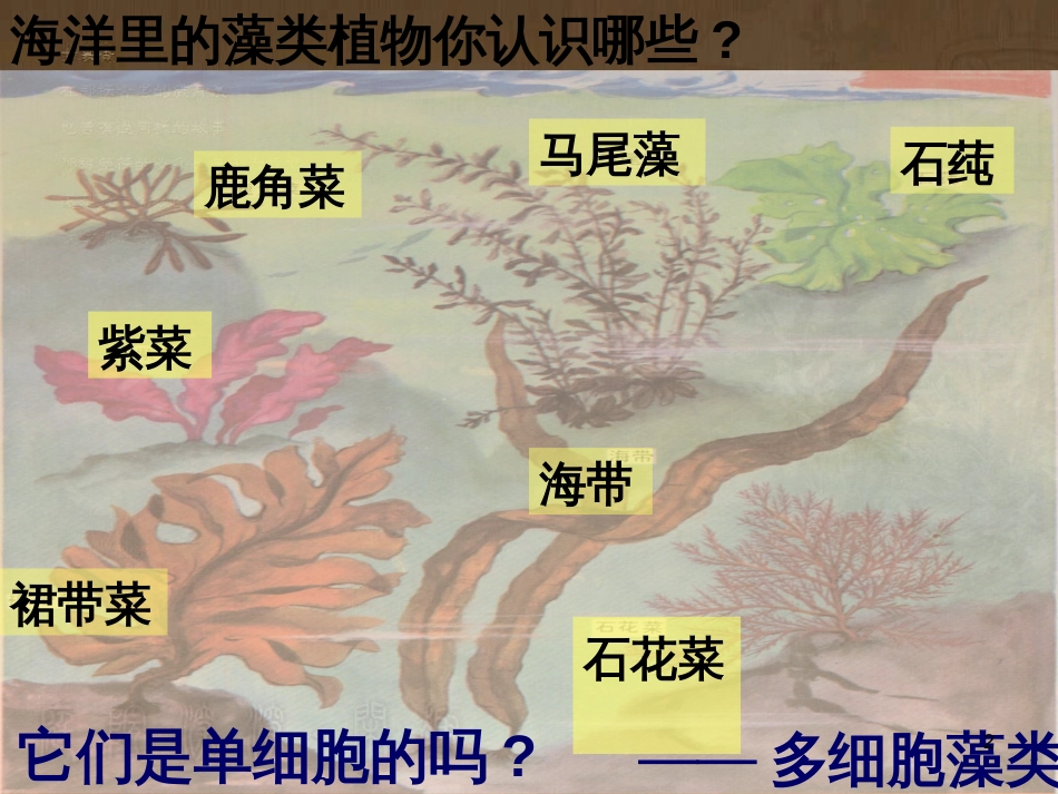 七年级生物下册 第五单元 第10章 水中的生物 第2节 水中的藻类植物课件1 （新版）苏科版_第2页
