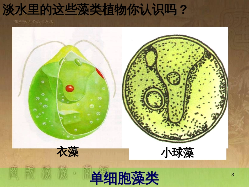 七年级生物下册 第五单元 第10章 水中的生物 第2节 水中的藻类植物课件1 （新版）苏科版_第3页