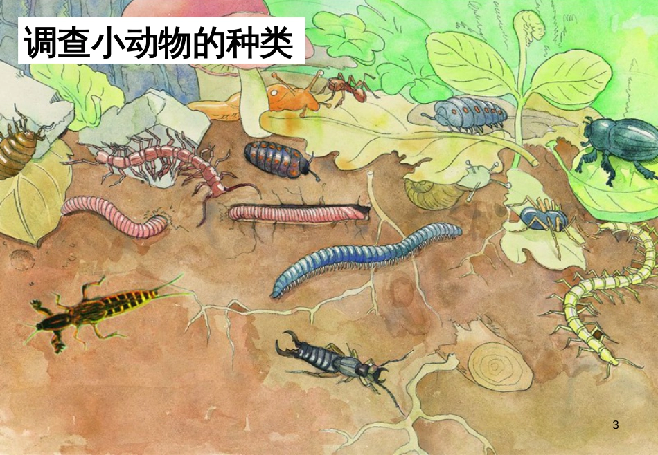 七年级生物下册 第五单元 第13章 土壤的生物 第1节 土壤里的小动物课件1 （新版）苏科版_第3页