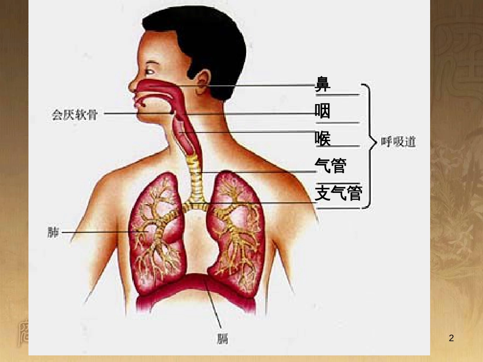 七年级生物下册 4.3.2 发生在肺内的气体交换课件 （新版）新人教版_第2页