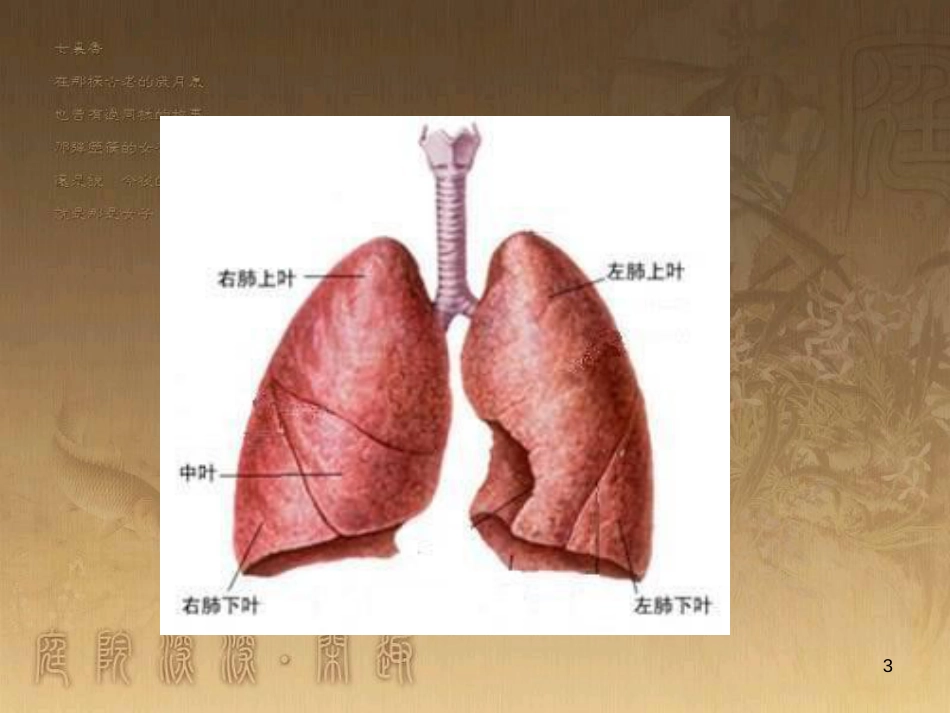 七年级生物下册 4.3.2 发生在肺内的气体交换课件 （新版）新人教版_第3页