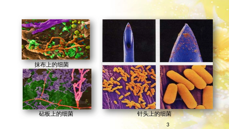 中考生物一轮复习 真菌课件 (42)_第3页