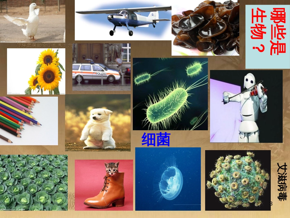 七年级生物上册 第一单元 第一节 生物的特征课件1 （新版）新人教版_第3页