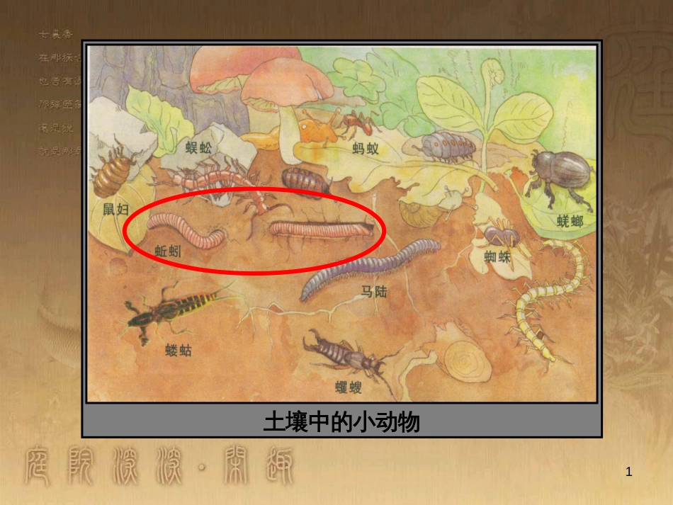 七年级生物下册 第五单元 第13章 土壤的生物 第1节 土壤里的小动物 蚯蚓课件 （新版）苏科版_第1页