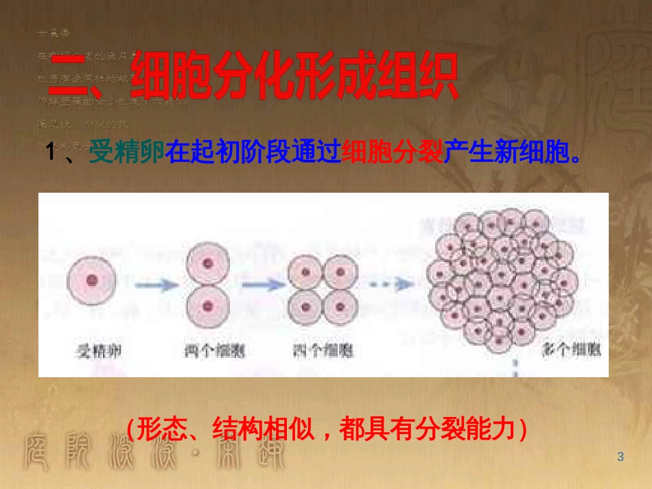 七年级生物上册 2.2.2 动物体的结构层次课件 （新版）新人教版_第3页