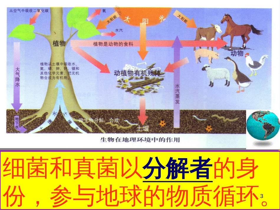 八年级生物上册 5.4.4 细菌和真菌在自然界中的作用课件4 （新版）新人教版 (8)_第3页