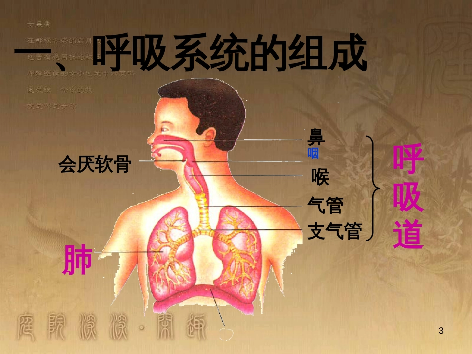 七年级生物下册 4.3.1 呼吸道对空气的处理课件3 （新版）新人教版_第3页