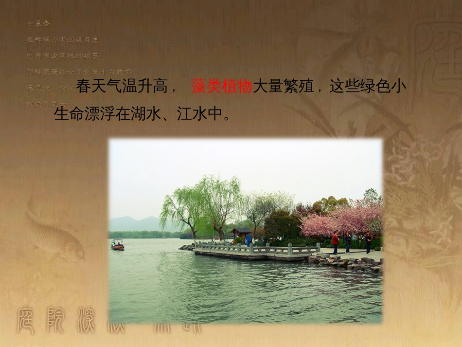 七年级生物下册 第五单元 第10章 水中的生物 第2节 水中的藻类植物讲授课件 （新版）苏科版_第3页