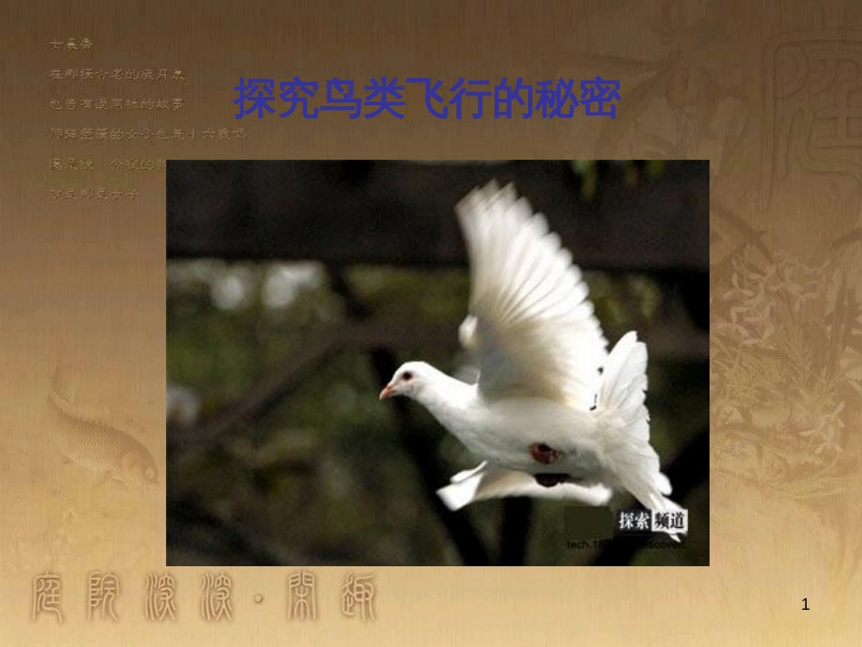 七年级生物下册 第五单元 第12章 空中的生物 第1节 鸟类 探究鸟类飞行的秘密素材 （新版）苏科版_第1页
