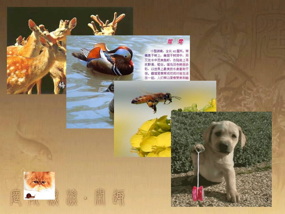 七年级生物上册 第一单元 第1章 生物学 研究生命的科学课件 （新版）苏科版_第3页