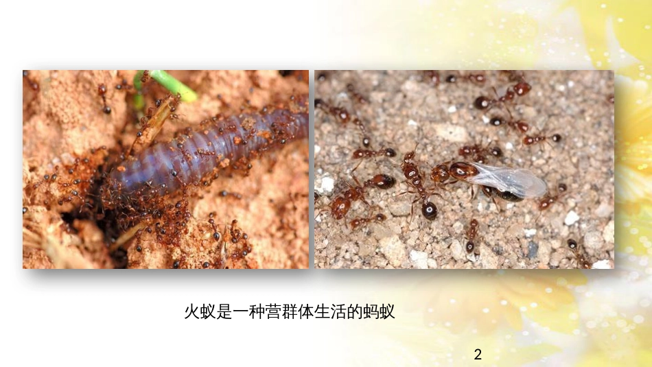 中考生物一轮复习 真菌课件 (41)_第2页