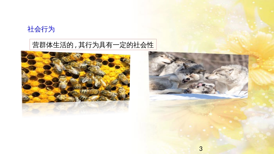 中考生物一轮复习 真菌课件 (41)_第3页