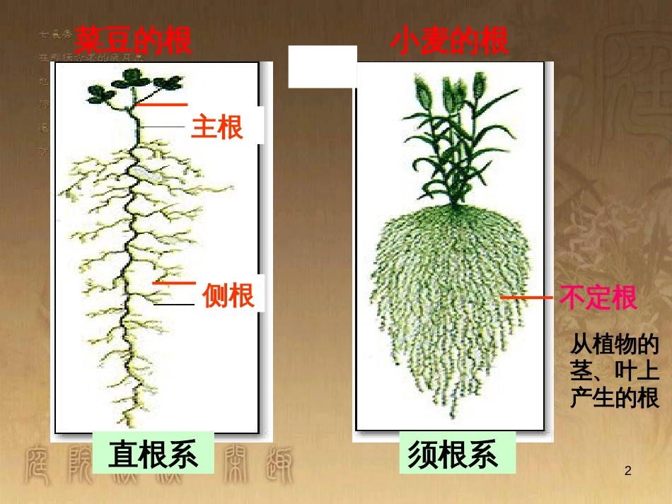 八年级生物上册 4.4.1 生物的遗传和变异课件 （新版）济南版 (5)_第2页