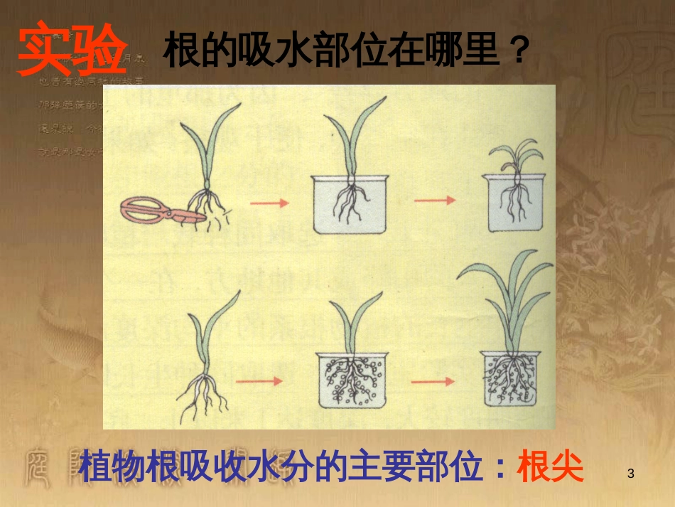 八年级生物上册 4.4.1 生物的遗传和变异课件 （新版）济南版 (5)_第3页