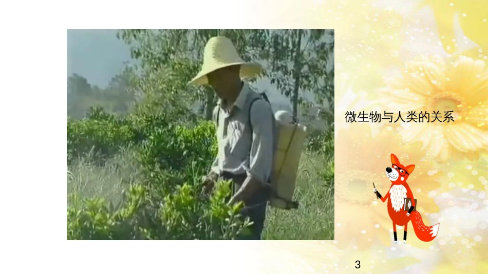 中考生物一轮复习 真菌课件 (39)_第3页