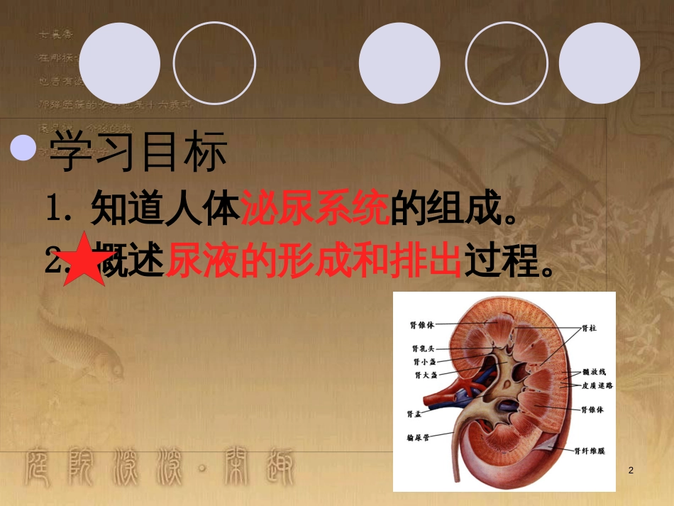 七年级生物下册 4.5 人体内废物的排出课件1 （新版）新人教版_第2页