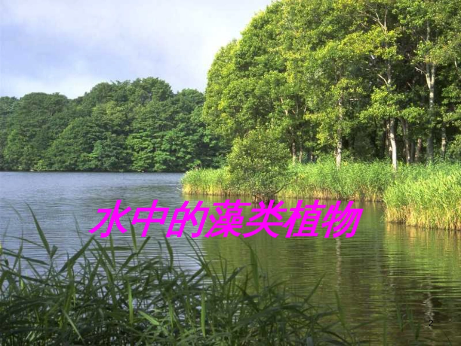 七年级生物下册 第五单元 第10章 水中的生物 第2节 水中的藻类植物课件2 （新版）苏科版_第2页
