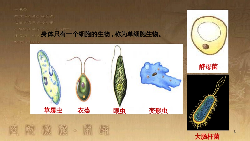 七年级生物上册 第二单元 第二章 第四节《单细胞生物》课件 （新版）新人教版_第3页