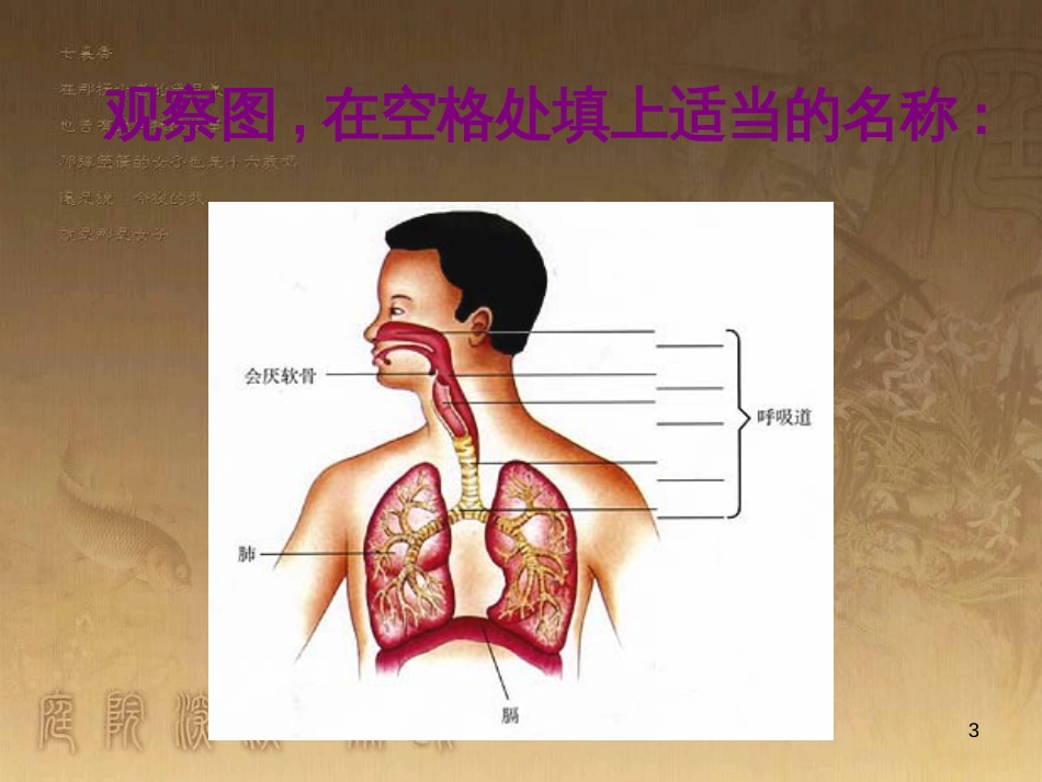 七年级生物下册 4.3.1 呼吸道对空气的处理课件2 （新版）新人教版_第3页