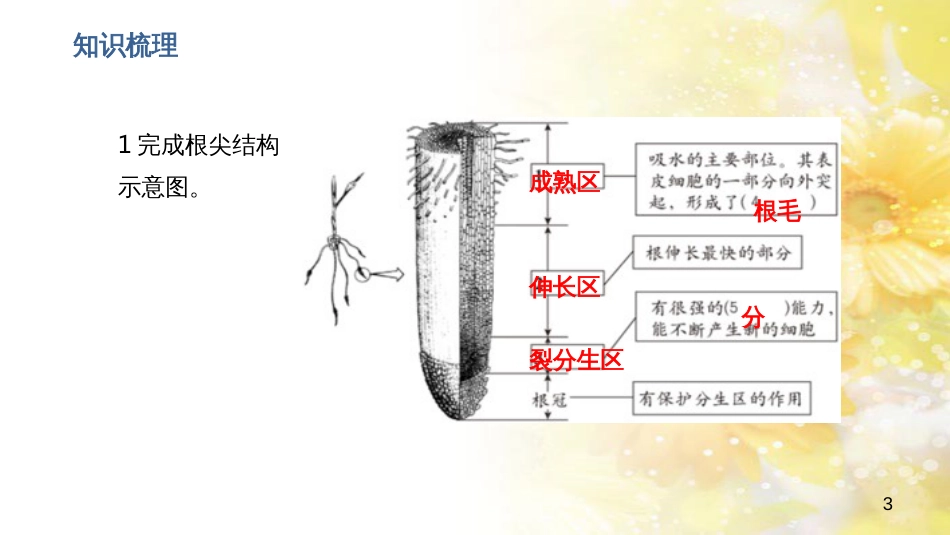 中考生物一轮复习 真菌课件 (9)_第3页