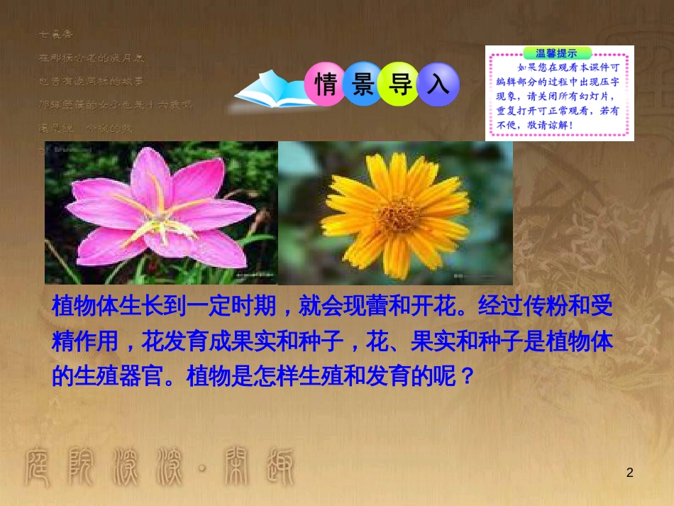 七年级生物上册 第三单元 第6章 绿色开花植物的生活史 第3节《生殖器官的生长》课件 （新版）北师大版_第2页