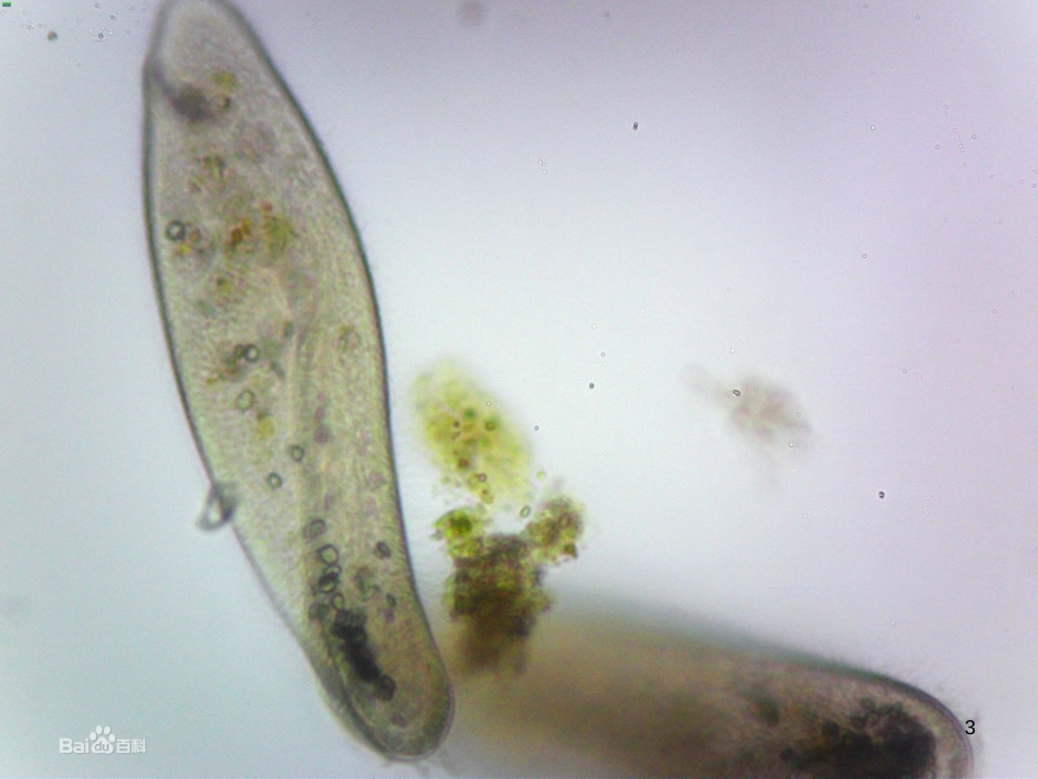 高中生物 专题5 生态工程 阶段复习课课件 新人教版选修3 (228)_第3页