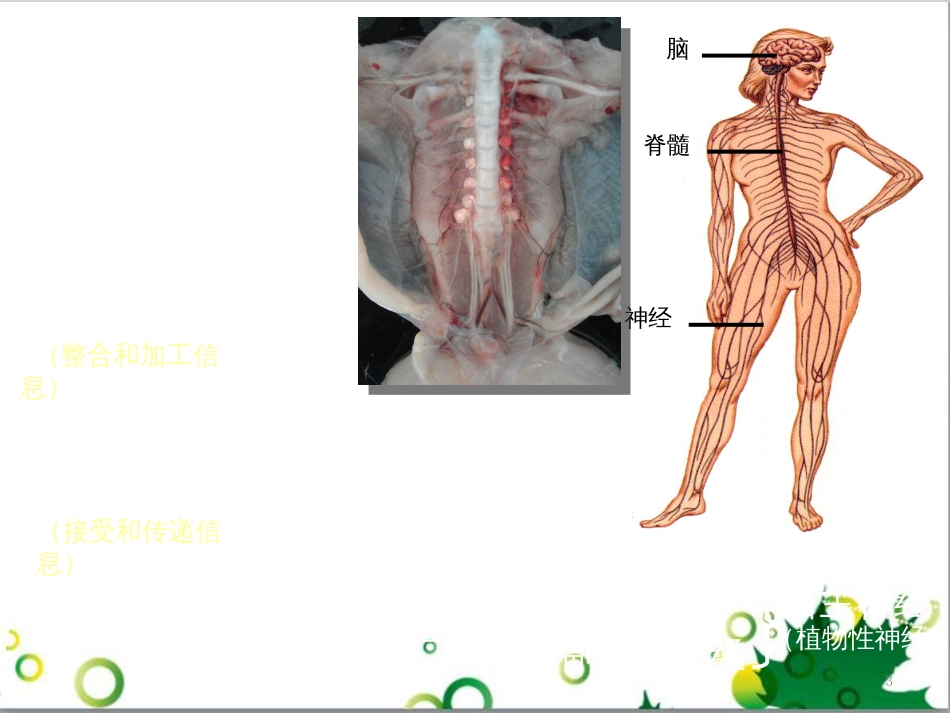 高中生物 专题5 生态工程 阶段复习课课件 新人教版选修3 (156)_第3页