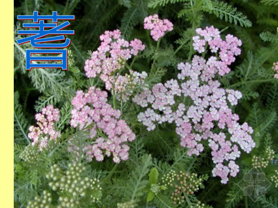 七年级生物下册 第五单元 第14章 生物的命名和分类 第2节 生物检索表课件2 （新版）苏科版_第1页
