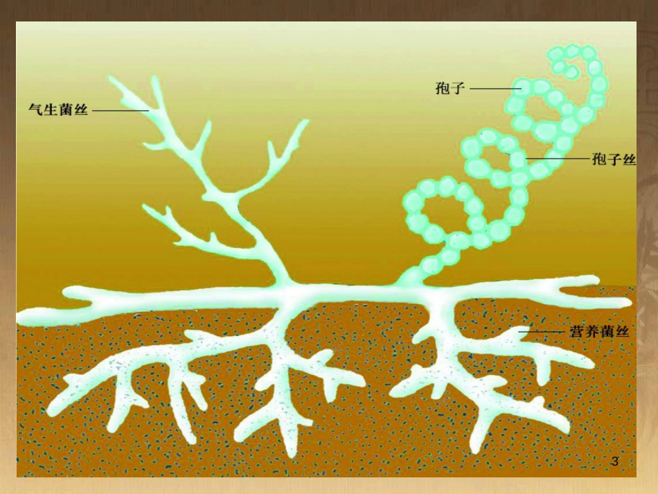 七年级生物下册 第五单元 第13章 土壤的生物 第2节 土壤里的微生物课件3 （新版）苏科版_第3页