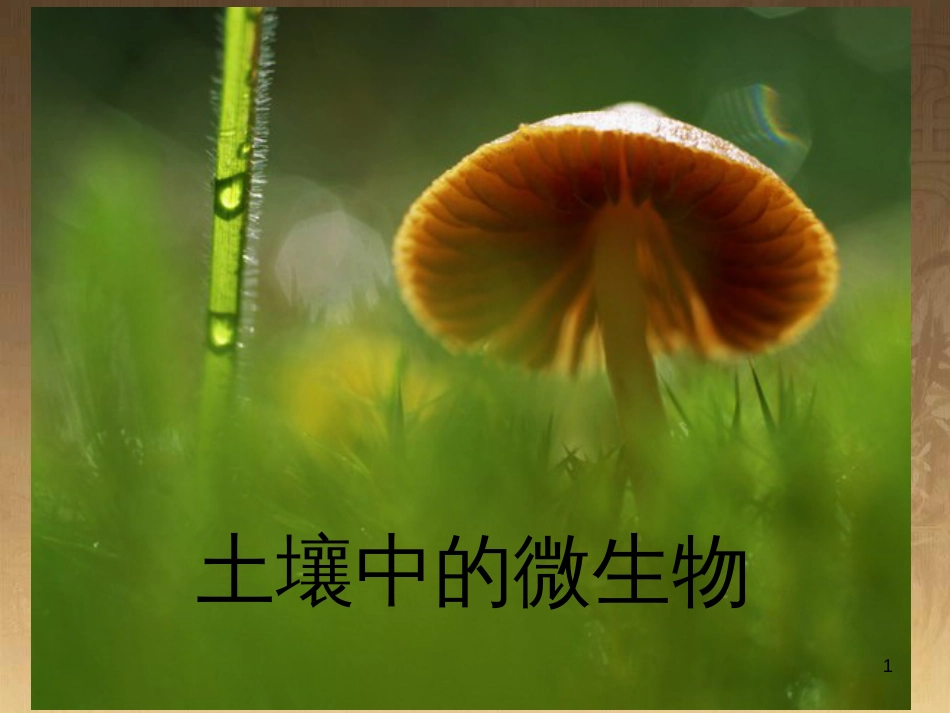 七年级生物下册 第五单元 第13章 土壤的生物 第2节 土壤里的微生物课件1 （新版）苏科版_第1页