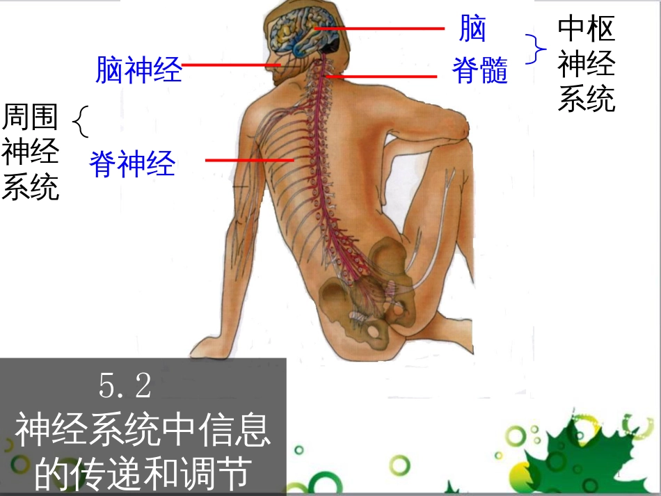 高中生物 专题5 生态工程 阶段复习课课件 新人教版选修3 (155)_第1页