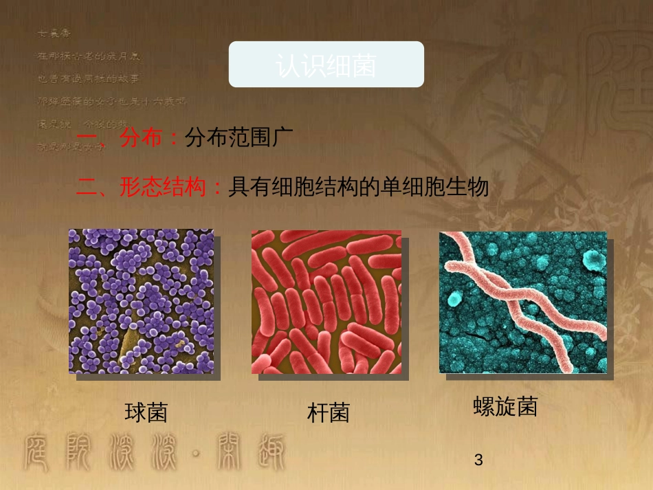 七年级生物下册 第五单元 第13章 土壤的生物 第2节 土壤里的微生物讲授课件 （新版）苏科版_第3页