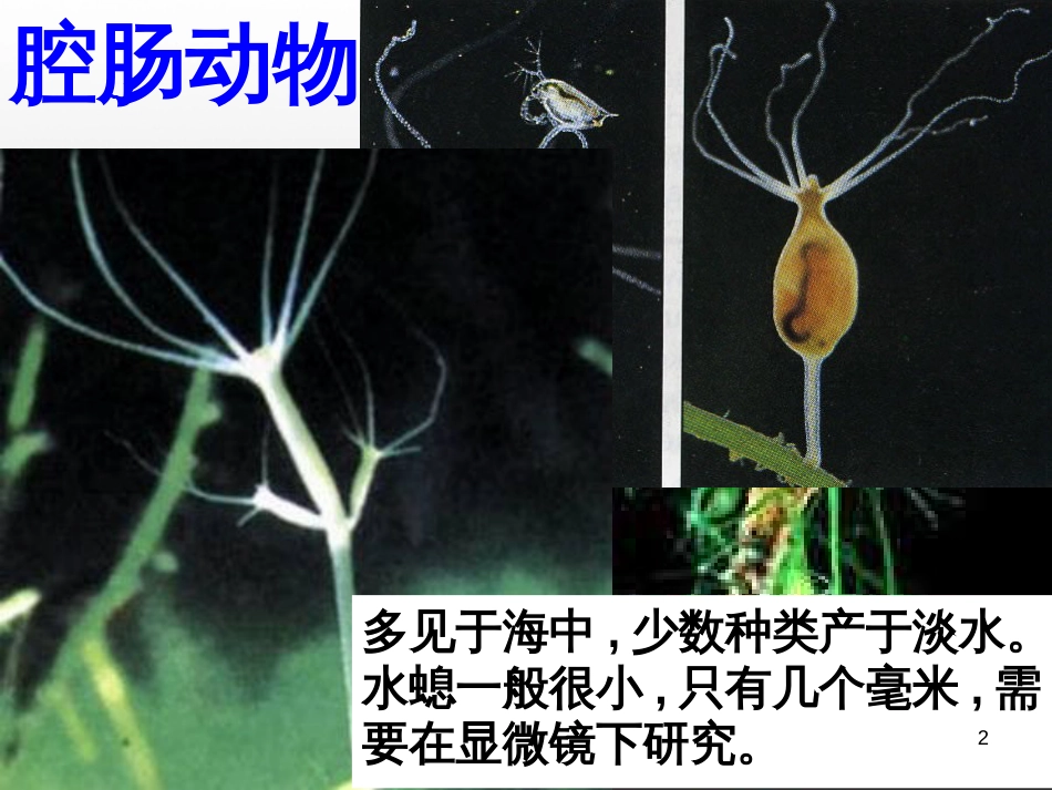 一年级美术下册 第20课《汉字中的象形文字》课件2 人教版 (9)_第2页