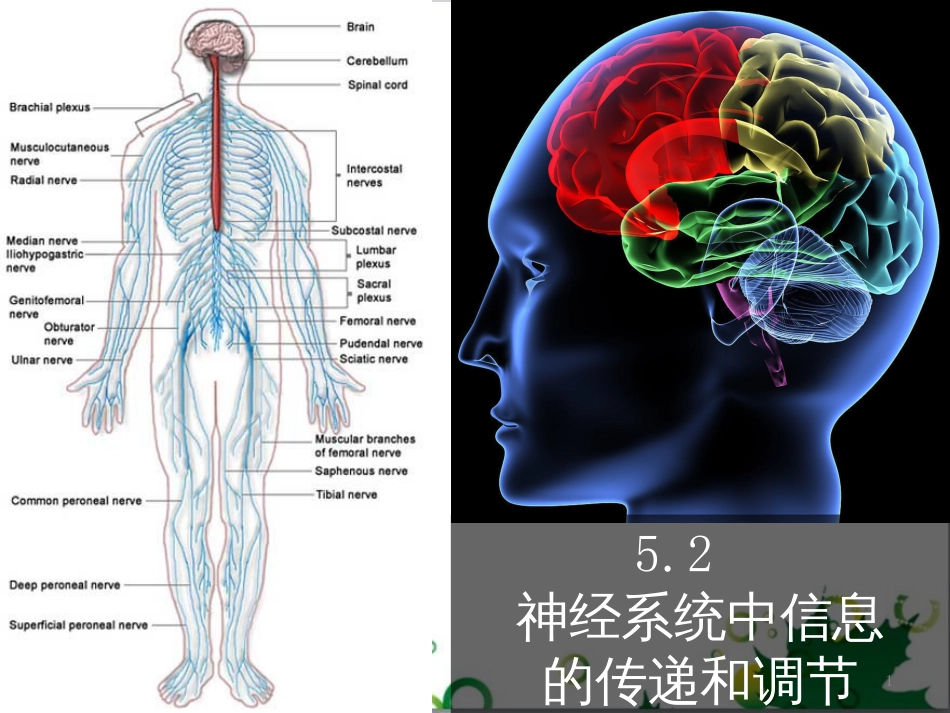 高中生物 专题5 生态工程 阶段复习课课件 新人教版选修3 (154)_第1页