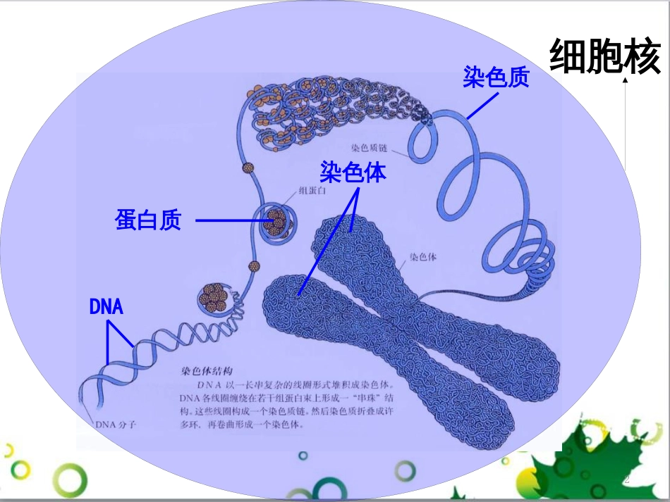 高中生物 专题5 生态工程 阶段复习课课件 新人教版选修3 (186)_第2页