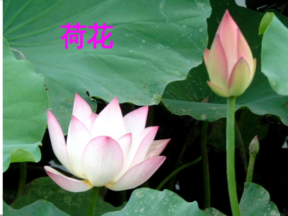 高中生物 专题5 生态工程 阶段复习课课件 新人教版选修3 (67)_第3页