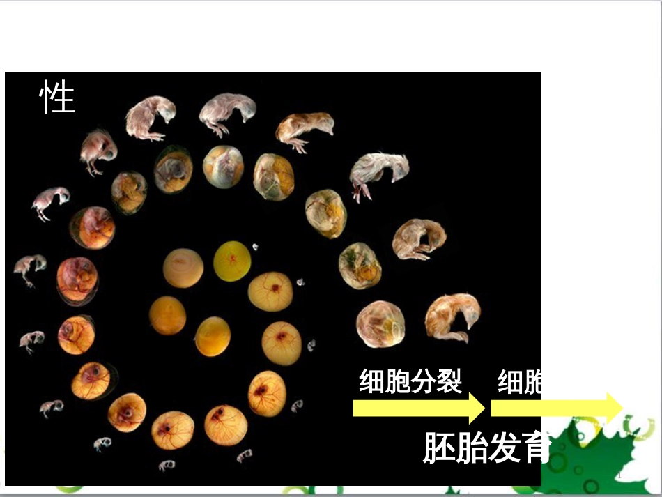 高中生物 专题5 生态工程 阶段复习课课件 新人教版选修3 (193)_第1页