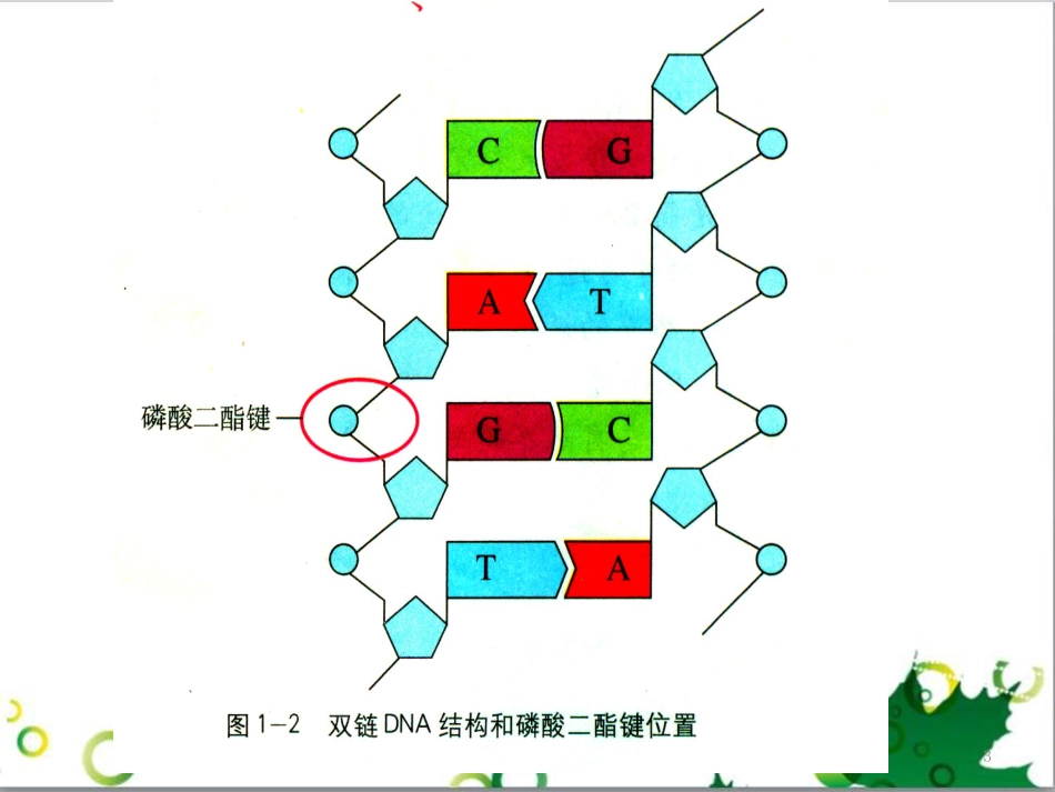 高中生物 专题5 生态工程 阶段复习课课件 新人教版选修3 (177)_第3页